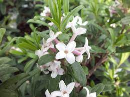 Daphnes are well known for their intensely fragrant flowers. Daphne Transatlantica Eternal Fragrance