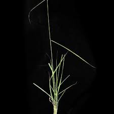 Image result for Enteropogon prieurii