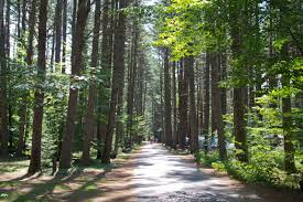 We did not find results for: Allenstown Bear Brook State Park Campground Pet Friendly Travel