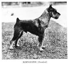Black And White Mini Schnauzer Clipart Pietoro Uploaded This Image To Dog Breed Historical Pictures Schnauzer See The Album On Photobucket Standard Schnauzer Schnauzer Giant Dog Breeds