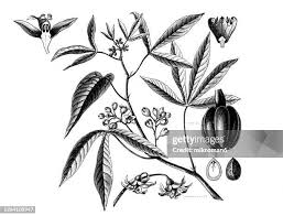 Image result for Manihot glaziovii