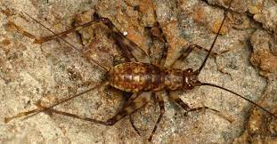 Because of this, rake away leaves from the home. How To Get Rid Of Spider Crickets Diy Camel Cricket Control