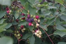 — apples (berries) turn red or yellow as they ripen. Wild Berries In Canada The Canadian Encyclopedia