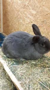 Wir möchten ihnen dabei helfen. Einige Kaninchen Suchen Ein Zuhause Tierheim Pirmasens Facebook