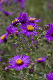 This photo was taken in early july, when most of the flowers have fallen off but the berries are not yet fully visible. Aster Novae Angliae Purple Flowers Aster Flower Plants