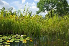 Gartenteich Im Iga Park Rostock Teich Garten Seerosen Schilf Garden Flowers Pond Gartenteich Seerose Teich