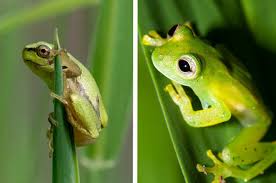 They have short, thick bodies and four legs. What Type Of Frog Are You