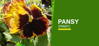 New garden plants is your convenient online garden plants center. Annual Flower Online India Buy Annual Flower Garden World