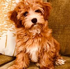 He is a super sweet bichin frise mix. Coastal Havapoo Cavapoo Puppies Home Facebook