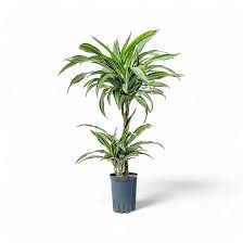 Image result for Dracaena fragrans