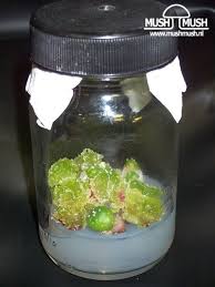 Check spelling or type a new query. Micropropagation Techniques Ethnobotany Propagating Plants Plant Experiments Plant Tissue