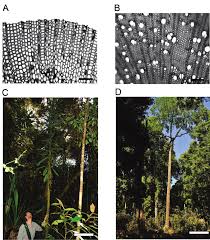 Image result for Canellaceae