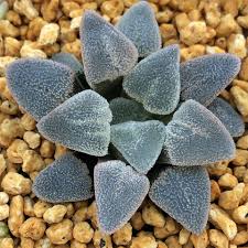 Image result for Pavetta pygmaea