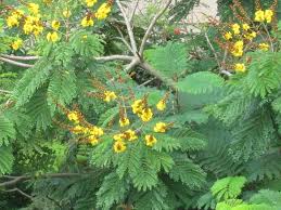 Image result for Peltophorum pterocarpum