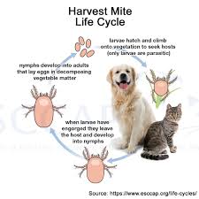 Image result for Trombicula autumnalis bites