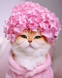 Check spelling or type a new query. 900 Cats And Flowers Ideas In 2021 Cats Cute Cats Crazy Cats