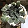 Accumulated fertilizers could also cause petiole rot which occurs when petioles touch the edge of the pot and develop brown, sunken areas at points of contact. 1