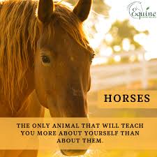 Horses The Only Animal That Will Teach You More About Yourself Than About Them Horses Funny Horse Pictures Horse Photos