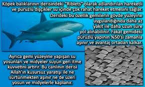 Dus Un Adli Kullanicinin Bilgi Panosundaki Pin Ordu Gemi Bilgi