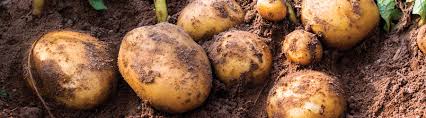 Mettez une pomme au milieu de vos pommes de terre. Pommes De Terre Sur Votre Balcon Potager Pepiniere Villeneuve