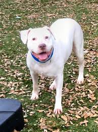 Senior Dog Central-Promoting Senior Dog Adoption in Central Florida