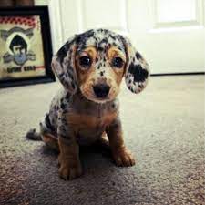 There is a $2500 rehoming fee for. And Now More Dachshund Puppy Pictures Than You Can Handle Dogster