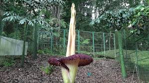 Bunga eldelweis atau dengan bahasa latin anaphalis javanica merupakan tanaman yang tergolong langka di indonesia saat ini. 5 Tumbuhan Langka Di Indonesia Dan Daerah Asalnya