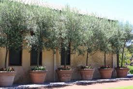 Fig trees and other containerized fruit trees may be planted in most organic potting mixes that don't contain plant food. Large Olive Trees Terracotta Pots Google Search Tuscan Landscaping Potted Olive Tree Patio Trees
