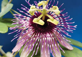 Image result for Passifloraceae