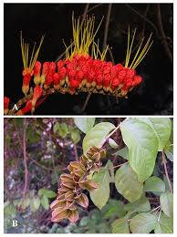 Image result for Combretum sp. A