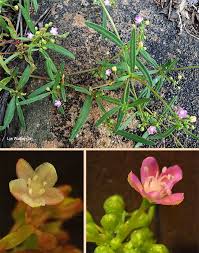 Image result for Gisekiaceae