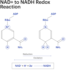 Nicotinamide adenine dinucleotide (nad) is a coenzyme central to metabolism. Our Core Science Nad And Nadh What S The Difference