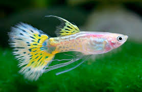 Blonde Snakeskin Ribbonfin Geissen Guppy Guppy Fish Tropical Freshwater Fish Pet Fish