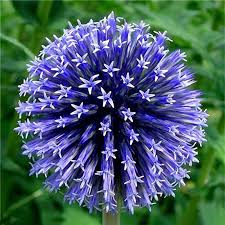 100 seeds germination time : Egrow Egrow 100pcs Giant Allium Giganteum Flower Seeds Beautiful Garden Courtyard Bonsai Plant Seed Newchic