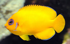 We did not find results for: 51 Jenis Ikan Hias Air Tawar Aquarium Terindah Dan Terpopuler Di Dunia