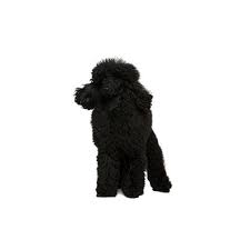Poodle (miniature) puppies for sale in texas, usa, page 1 (10 per page) puppyfinder.com is your source for finding an ideal poodle (miniature) puppy for sale in texas, usa area. Poodle Puppies Petland Frisco Tx