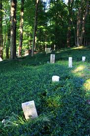 Image result for Mohria marginalis