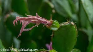 If you wish to attempt collecting them, remove flowers as they fade and place in a small paper bag. Plants Seeds Bulbs Christmas Cactus Seed Pod Garden Patio