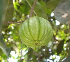 Garcinia cambogia extract will also help to boost serotonin levels to help your mood stay elevated most of the time. Garcinia Gummi Gutta Wikipedia