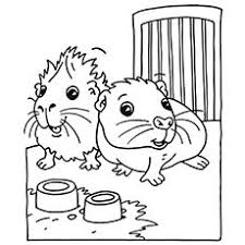 Pin On Guinea Pigs