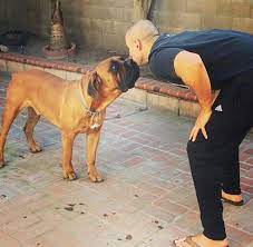 Or does it all go back to the old rule that the dog will. Pin By Felicia Landels Henkes On Titan S Friends African Boerboel Rottweiler Pitbull Boerboel