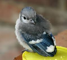Gray Birds That Look Like Blue Jays Blue Jay Fledgling This Reminds Me Of My Little Mondie I Raised I Hope He Is Alive And Happy Somewhere Blue Jay Bird Blue Jay Jay Bird