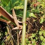 Image result for Marantochloa congensis