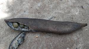 Image result for Dasylepis eggelingii