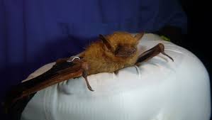 This summer, homeowners in raleigh, durham, cary and chapel hill are noticing an increase in two types of bats: Answer Man Bats In Your Slats