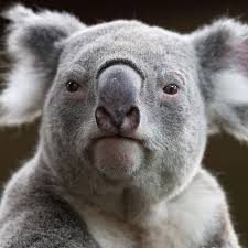 Brisbane Lone Pine Koala Sanctuary Animals Beautiful Koala Bear Koala