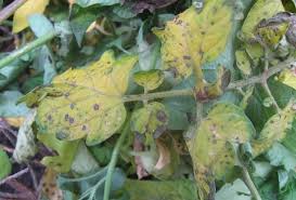Leaves turning black on tomato plants. Why Are My Tomato Plant Leaves Turning Yellow