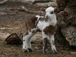 For Sale Registered Painted Desert Sheep Sheep Breeds Livestock Goats Nigerian Dwarf Goats