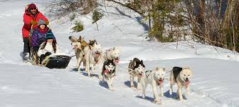 Le domaine skiable du schnepfenried s'étage de 1028 à 1254 m. 6 Endroits Ou Faire Un Tour De Traineau A Chiens Au Quebec