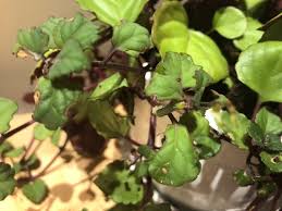 We did not find results for: Help Brown Spots On Purple Swedish Ivy